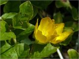 Lysimachia nummularia. Цветки и листья. Московская обл., Раменский р-н, окр. дер. Хрипань, садовый участок. 20.06.2023.