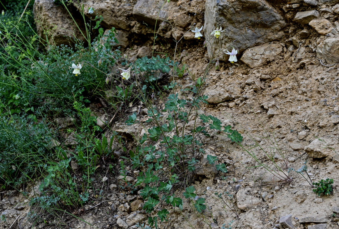 Изображение особи Aquilegia tianschanica.