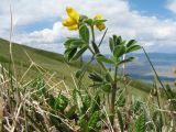 Thermopsis alpina