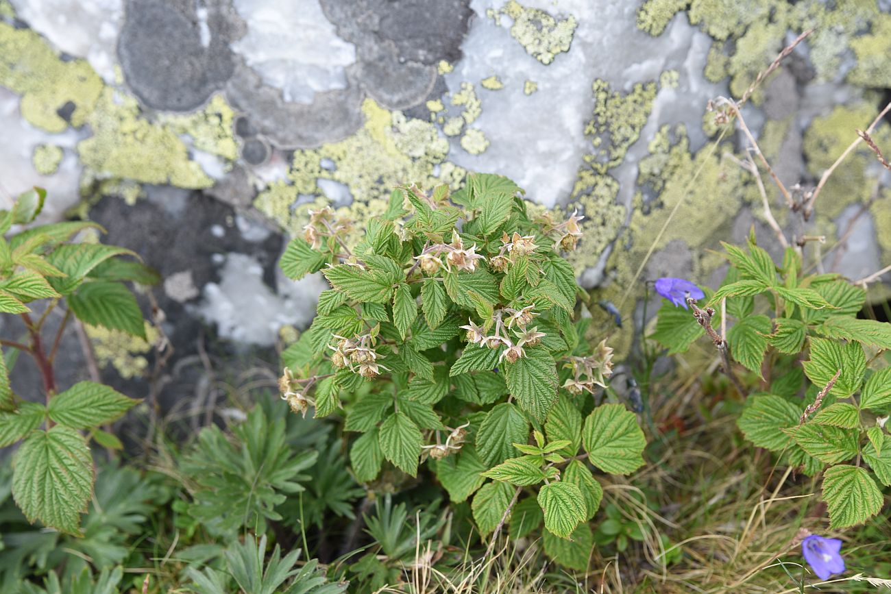 Изображение особи Rubus idaeus.