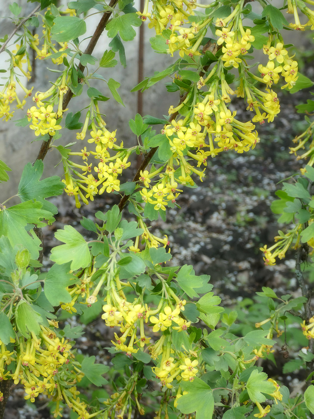 Image of Ribes aureum specimen.