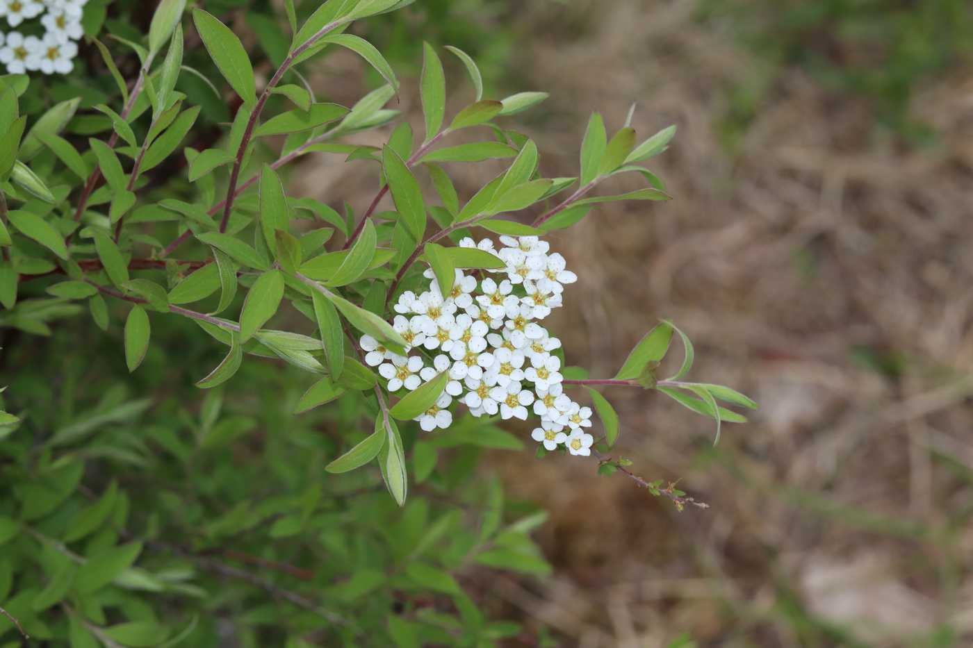 Изображение особи Spiraea &times; cinerea.