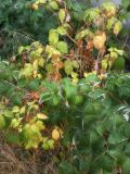 Rubus idaeus