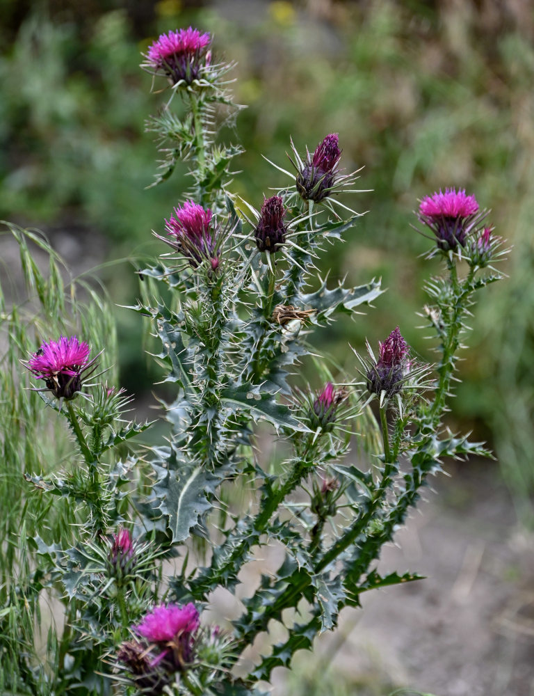 Image of Carduus onopordioides specimen.