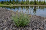 Artemisia tilesii