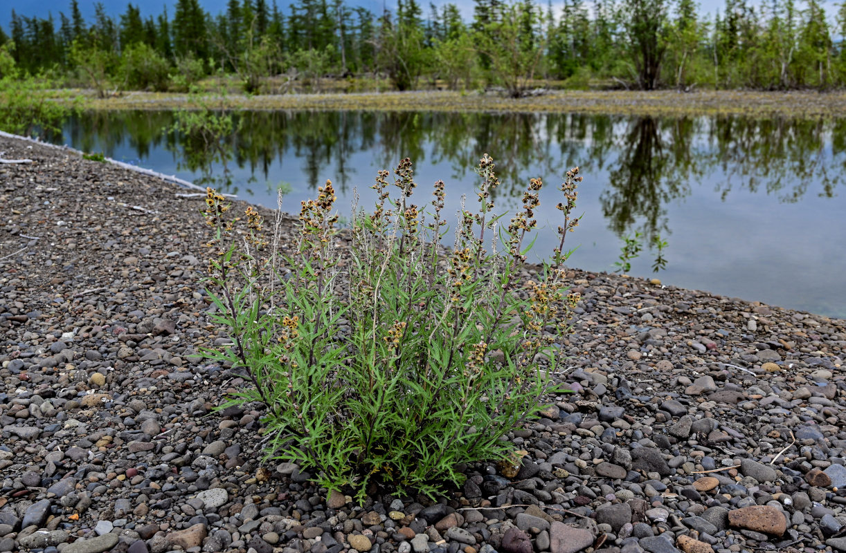 Изображение особи Artemisia tilesii.