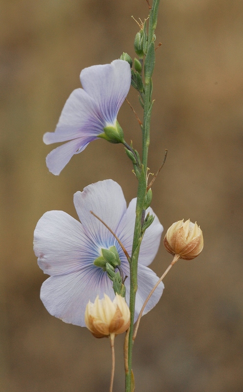 Изображение особи Linum perenne.