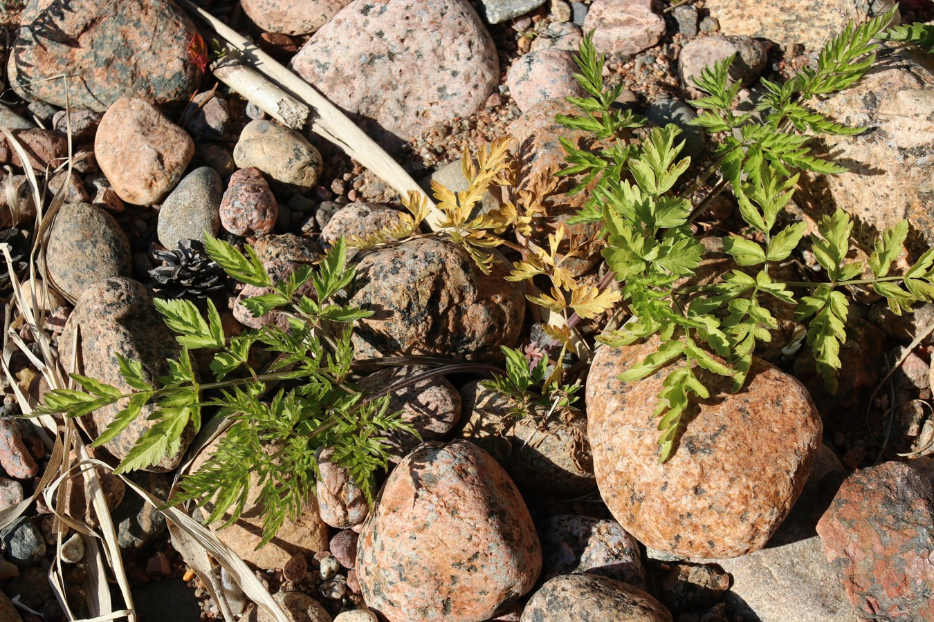 Image of Anthriscus sylvestris specimen.