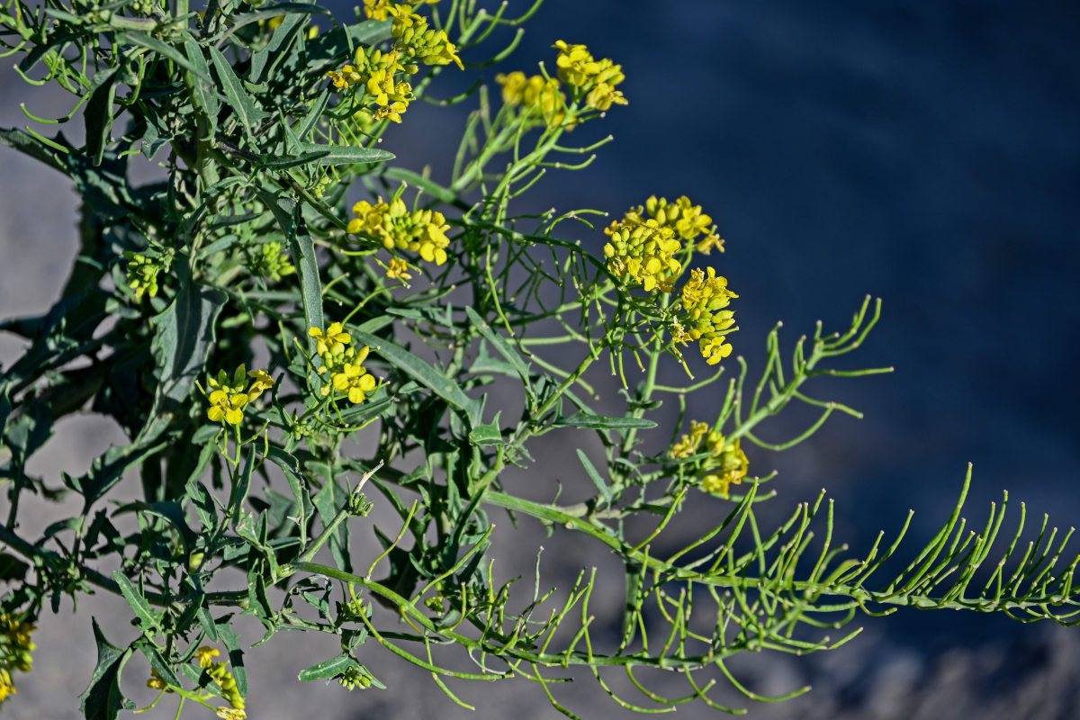 Изображение особи Sisymbrium loeselii.