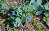 Mertensia maritima. Верхушка побега с соцветиями. Сахалин, Макаровский гор. округ, бухта Тихая, песчаный пляж. 12.08.2023.