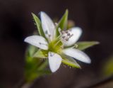 Arenaria serpyllifolia. Цветок. Московская обл., Дмитровский р-н, берег канала им. Москвы, зарастающий после прошлогоднего повреждения стройтехникой луг. 14.06.2023.