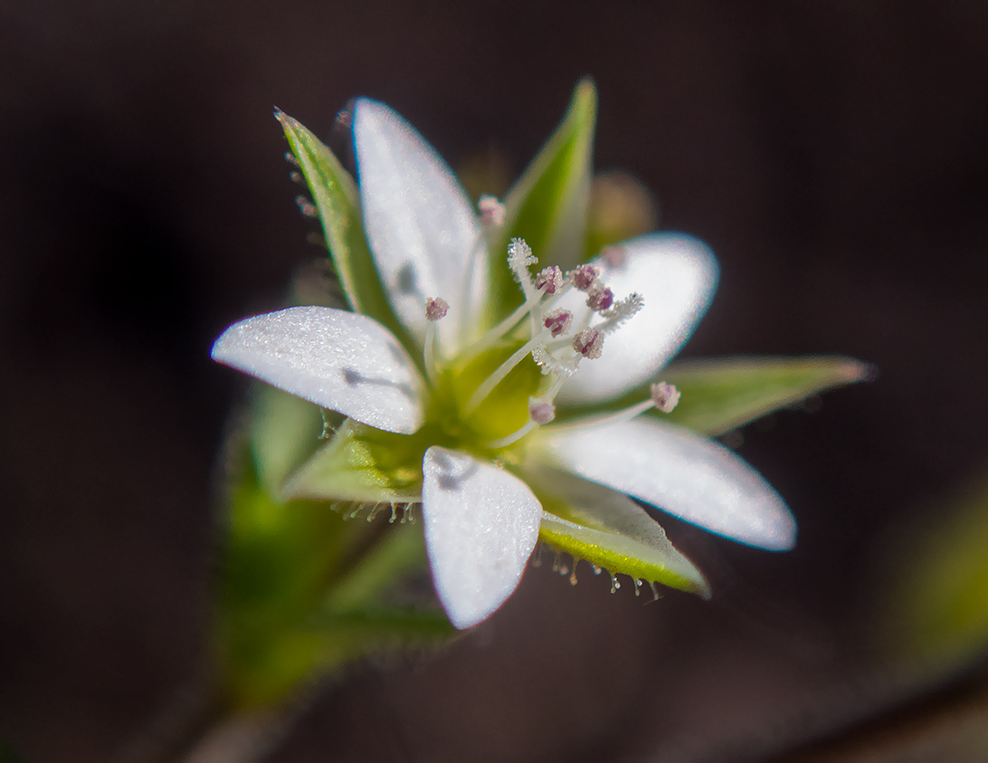 Image of Arenaria serpyllifolia specimen.