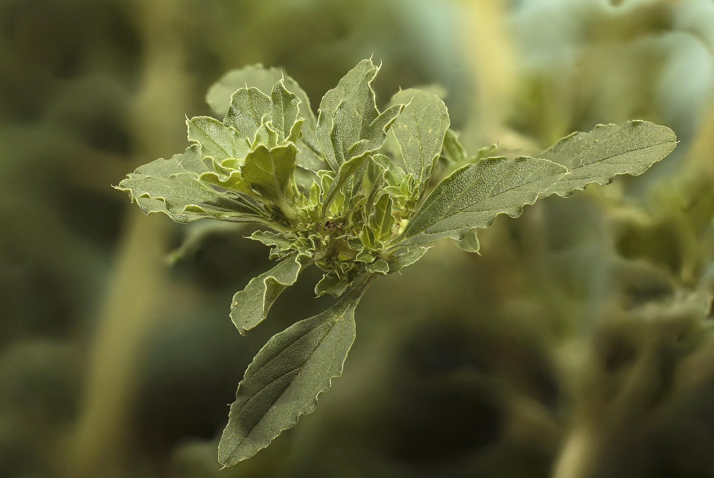 Изображение особи Amaranthus albus.