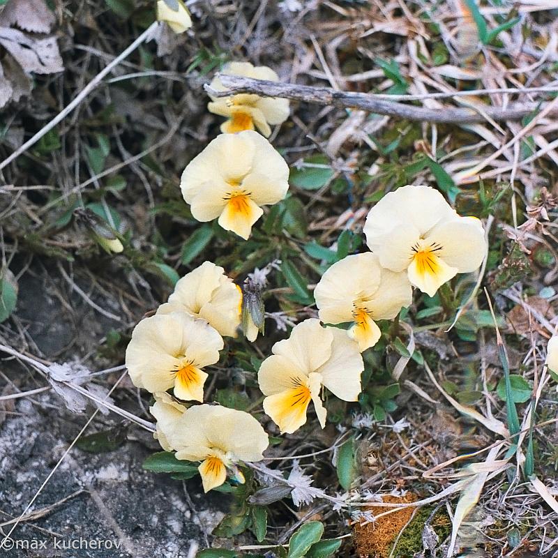 Image of Viola oreades specimen.