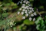 Astrodaucus orientalis. Верхушка побега с соцветием и кормящимися насекомыми. Армения, обл. Арагацотн, окр. монастыря Ованаванк, ≈ 1300 м н.у.м., черешневый сад, у дороги. 20.06.2022.