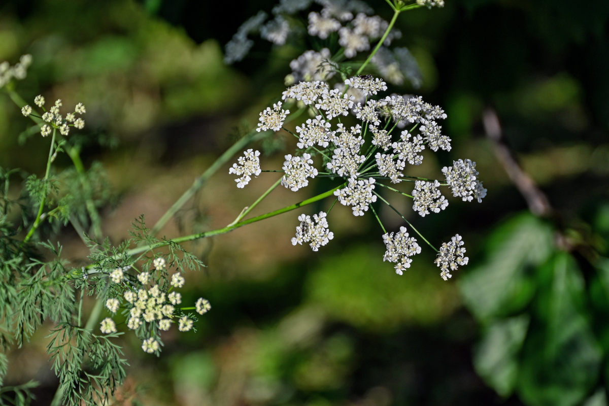 Изображение особи Astrodaucus orientalis.