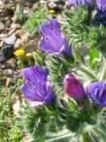 Echium plantagineum