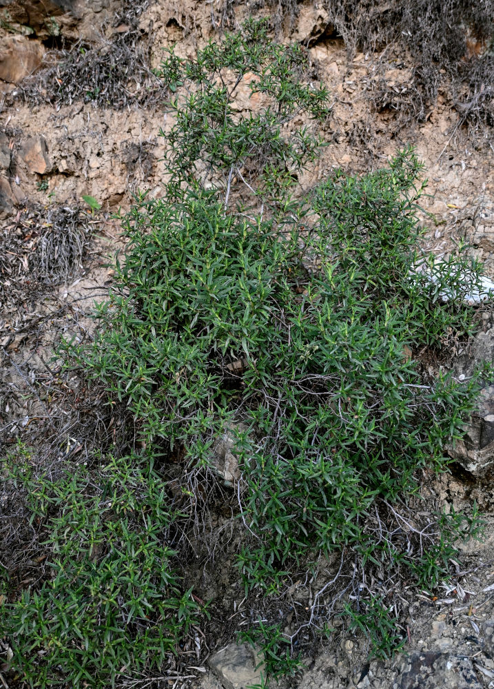 Image of genus Cistus specimen.