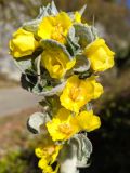 Verbascum gnaphalodes. Верхушка соцветия. Краснодарский край, г/о Сочи, Адлерский р-н, ущ. Ахцу, дорога вдоль отвесной скалы. 12.11.2021.