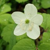 Anemone udensis
