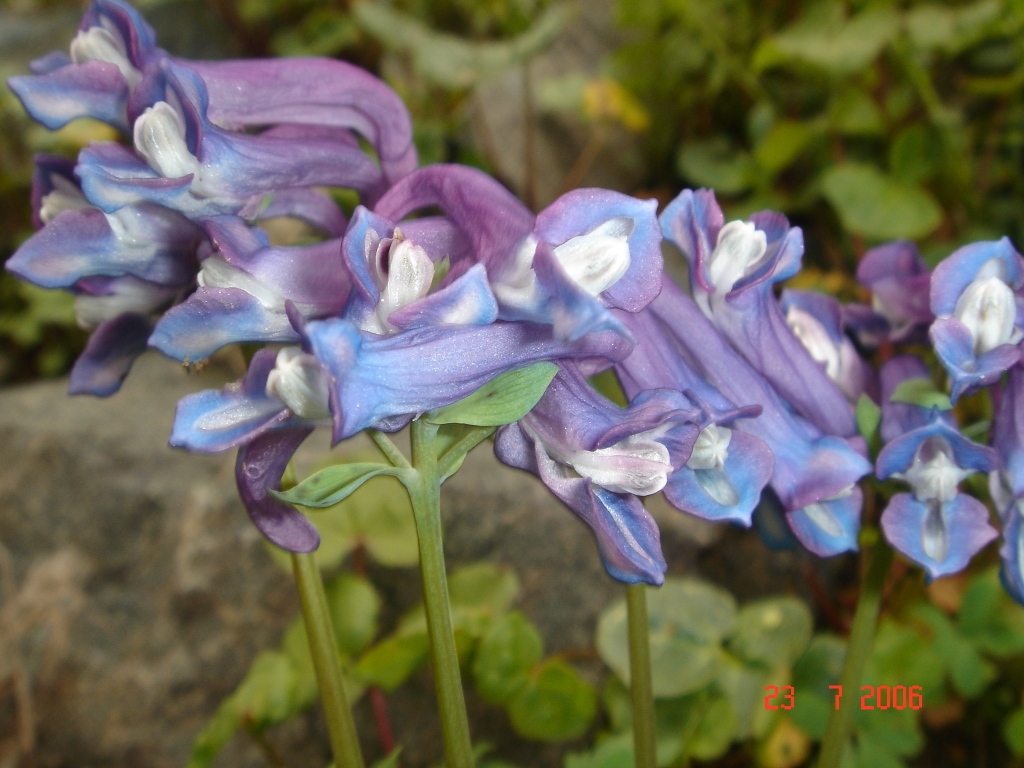 Изображение особи Corydalis emanuelii.