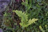 genus Dryopteris