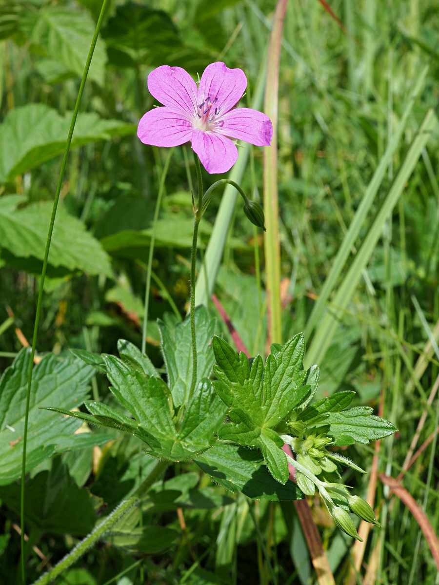 Image of Geranium palustre specimen.