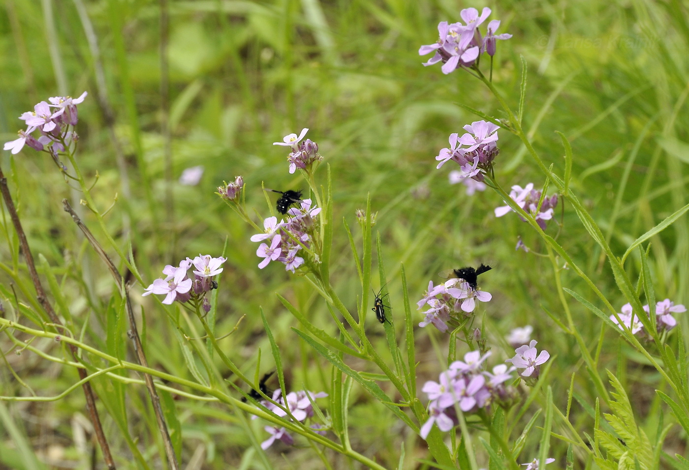 Image of Dontostemon dentatus specimen.