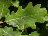 Quercus pubescens