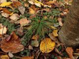 Pinus koraiensis