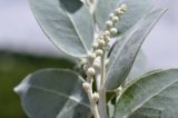 Acacia podalyriifolia