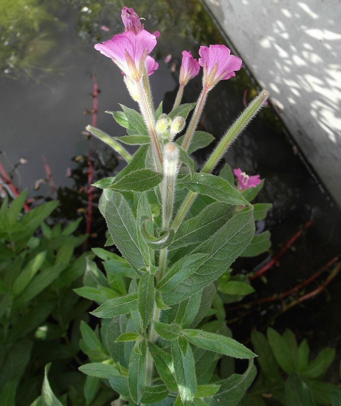 Image of Epilobium hirsutum specimen.