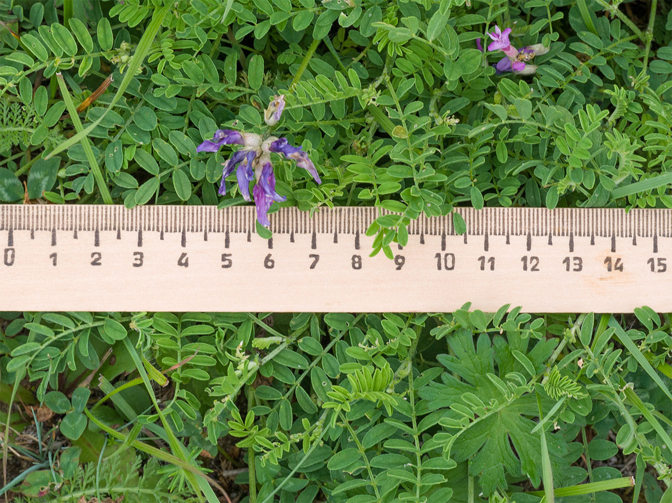 Изображение особи Astragalus lasioglottis.