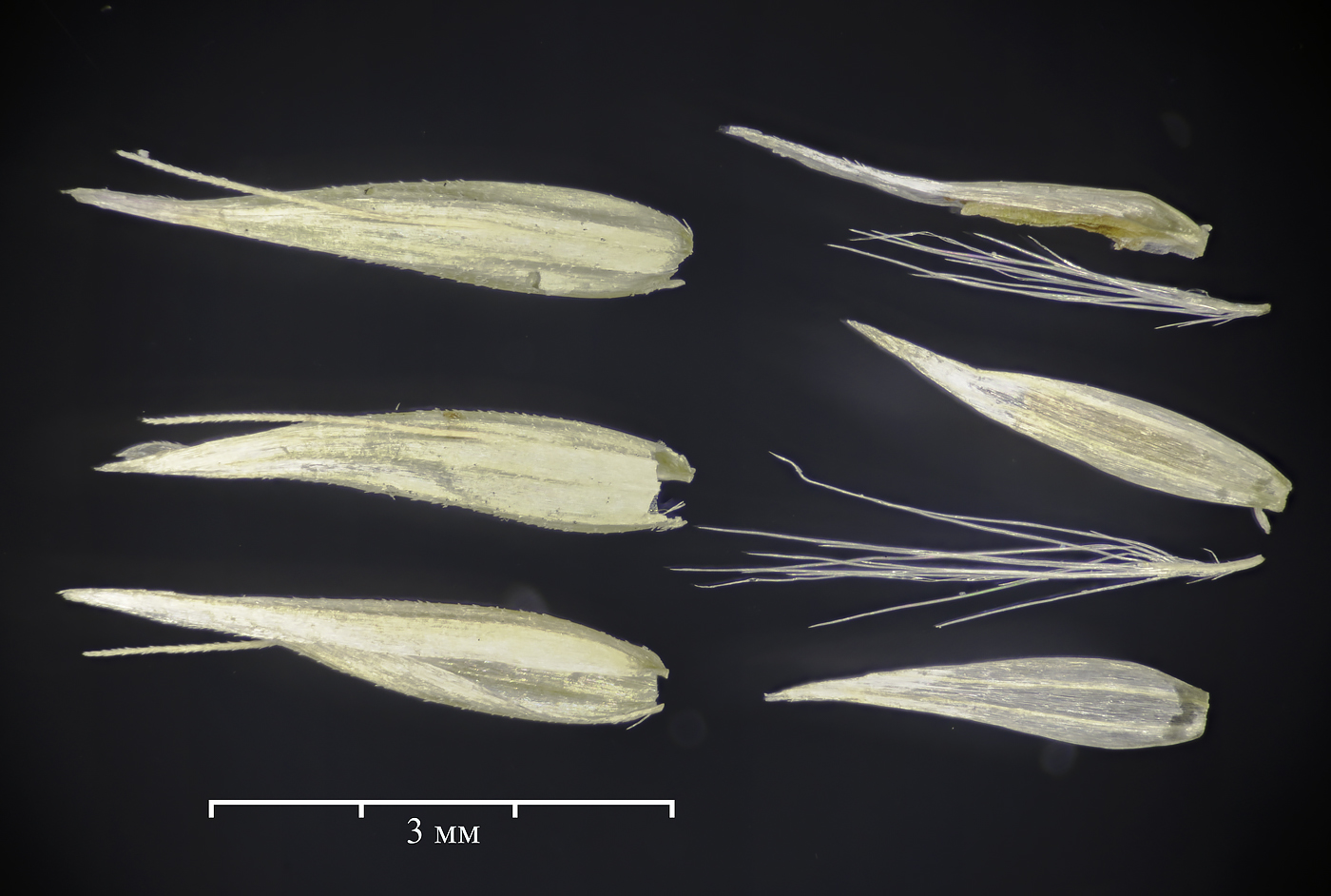 Изображение особи Calamagrostis lapponica.