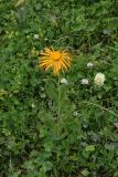 Inula orientalis. Цветущее растение. Чечня, Шаройский р-н, верхняя часть с. Хакмадой, выс. ок. 1700 м н.у.м., луг. 3 июля 2024 г.