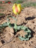 Tulipa alberti
