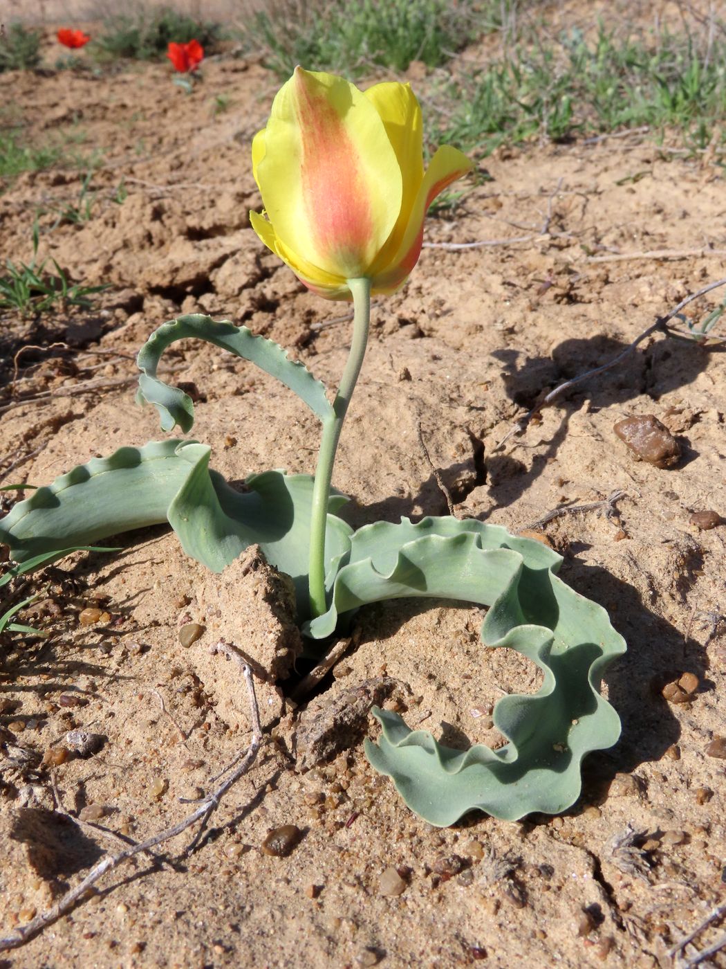 Image of Tulipa alberti specimen.
