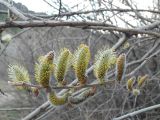 Salix caprea