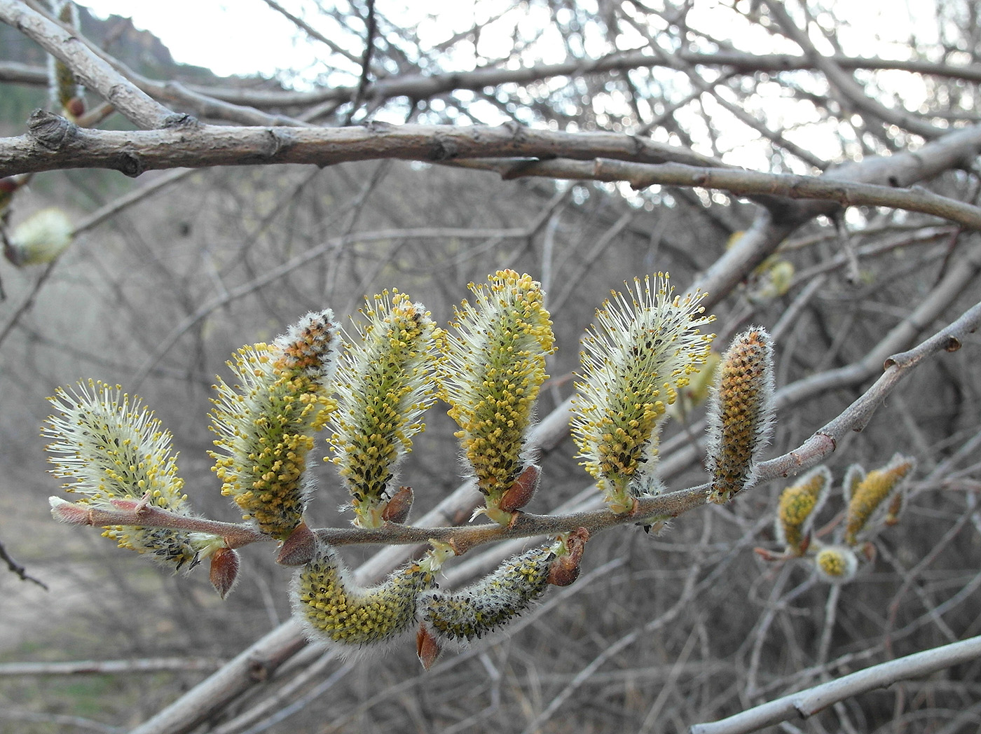 Image of Salix caprea specimen.