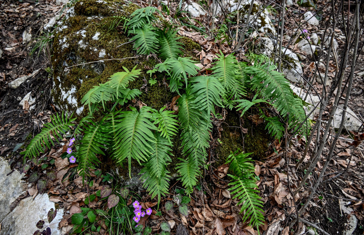 Image of Polypodium cambricum specimen.