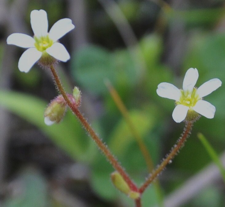 Изображение особи Saxifraga tridactylites.