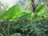 Alocasia odora
