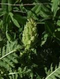 genus Pedicularis. Развивающееся соцветие. Турция, ил Ардахан, левый борт долины р. Рабат, рядом с крепостью Шайтан Калеси, выс. 1980 м н.у.м., небольшой луг на склоне. 18 мая 2025 г.
