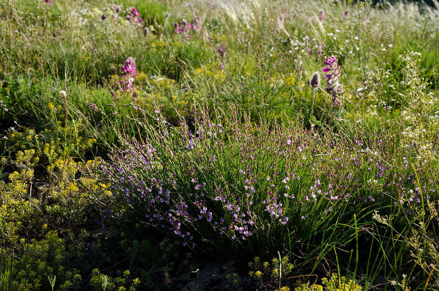 Image of Astragalus austriacus specimen.