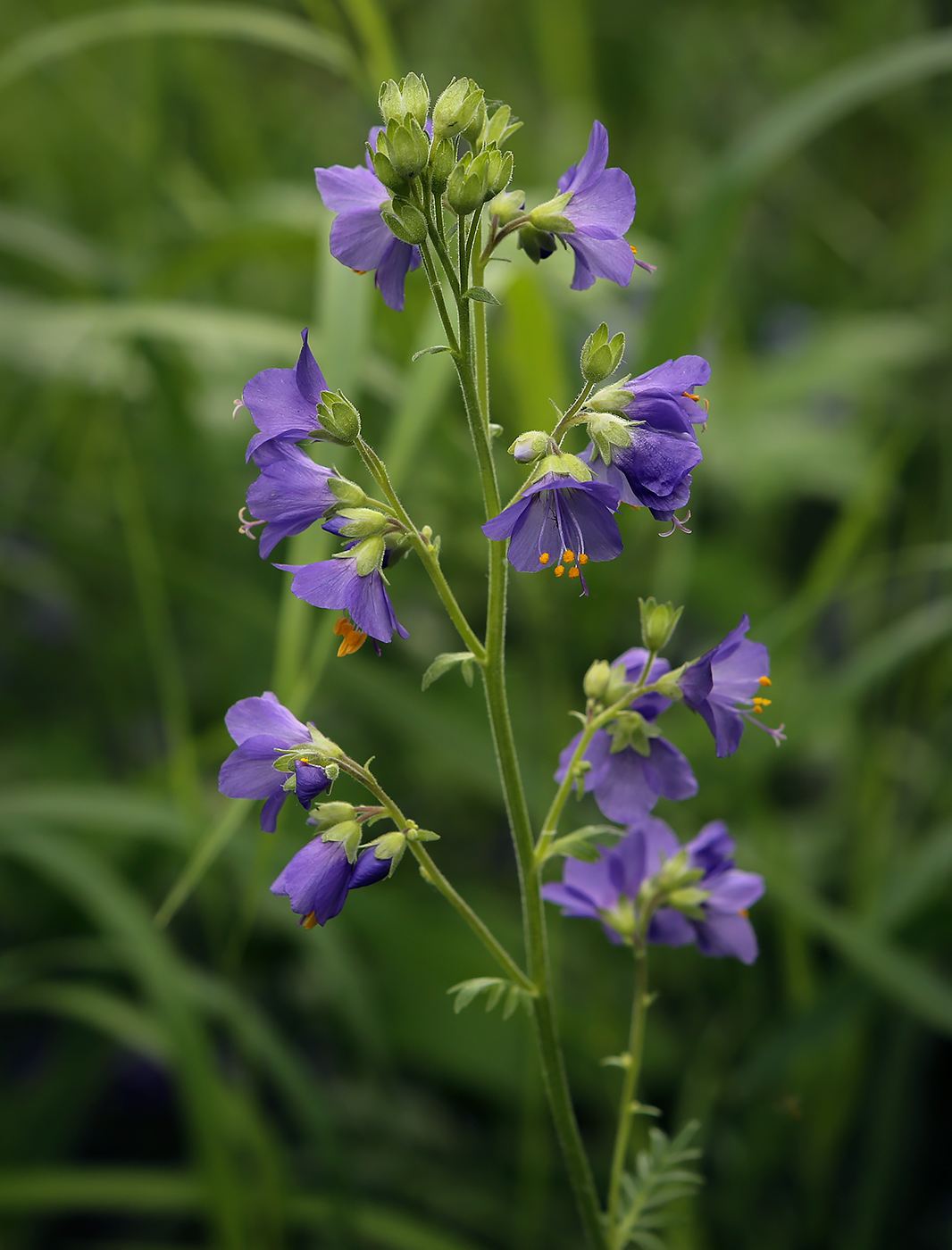 Изображение особи Polemonium caeruleum.