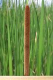 genus Typha