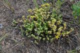 Sedum acre