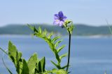 род Polemonium. Верхушка растения с соцветием и листом. Приморский край, Владивостокский ГО, о. Клыкова, луговой склон сопки. 07.07.2025.