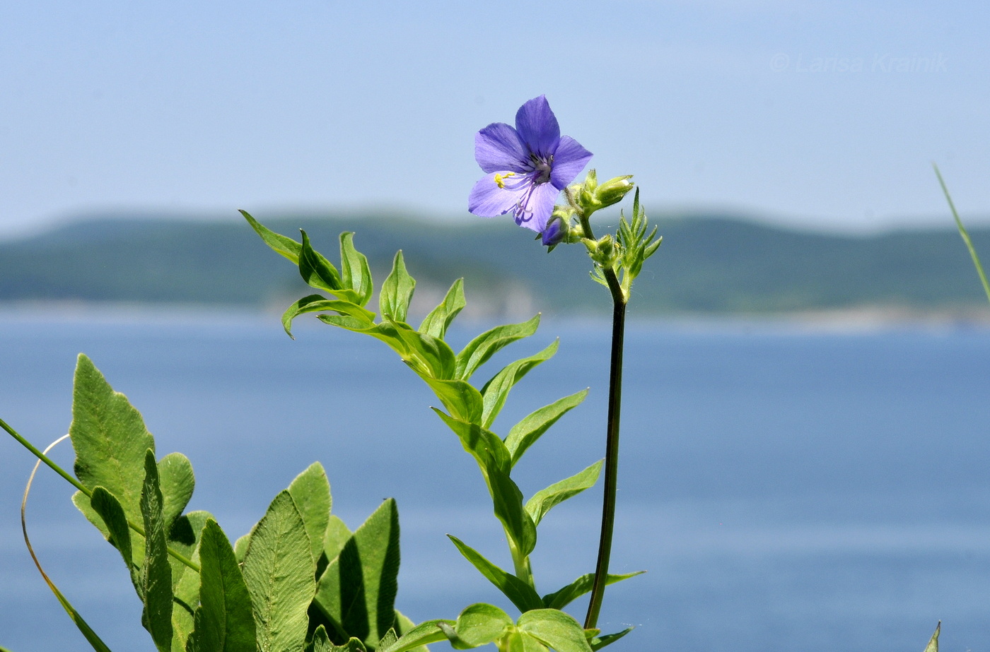 Image of genus Polemonium specimen.