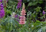 Lupinus polyphyllus